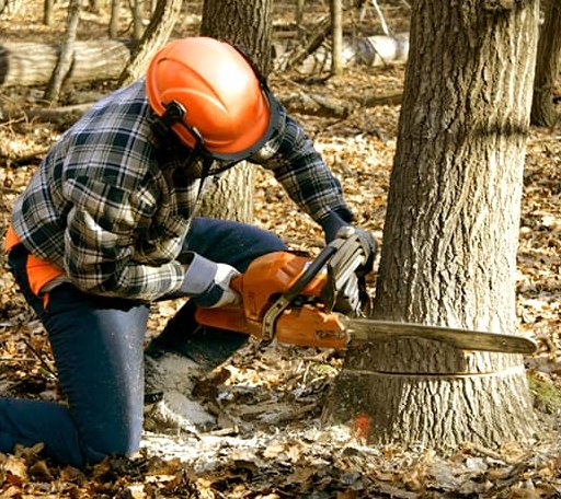 Tree Removal in Dupont, IN